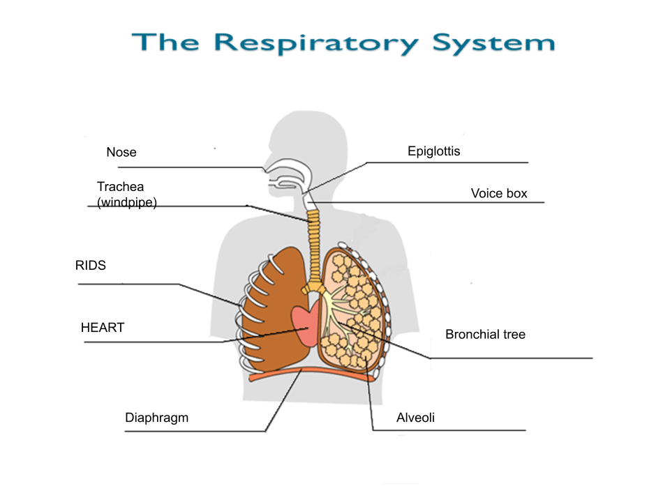 Jaiksyn-The Respiratory System. – Jaiksyn @ Glen Innes School